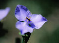 Picture Title - Purple