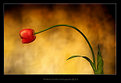 Picture Title - -- tulip --