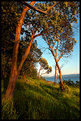 Picture Title - Tree Tunnel