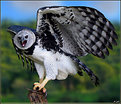 Picture Title - Harpy Eagle