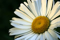 Picture Title - Daisy