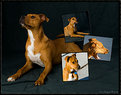 Picture Title - Doggie Montage