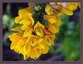 Picture Title - Gorse