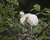 Egret Chicks