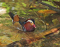 Picture Title - Mandarin Duck