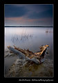 Picture Title - DriftWood