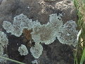 Picture Title - lichen