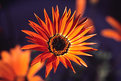 Picture Title - Orange