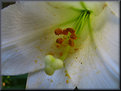 Picture Title - Easter Lily Close up