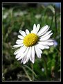 Picture Title - Daisy