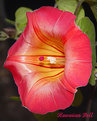 Picture Title - Hawaiian Bell