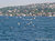 Bosphorus Birds