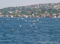 Picture Title - Bosphorus Birds