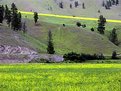 Picture Title - Montana Hillside