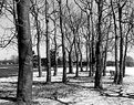 Picture Title - A Small Grove