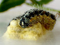 Picture Title - caterpillar