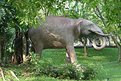 Picture Title - Elephant with husk