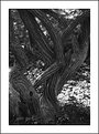 Picture Title - Old tree