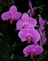 Picture Title - Purple Orchids
