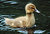 Portrait of a Young Duck