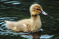 Picture Title - Portrait of a Young Duck