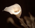 Picture Title - Just a Callalily