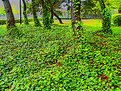 Picture Title - neighborhood ivy