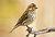 Female Cassin's Finch - 05.10.05