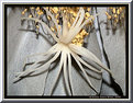 Picture Title - Dama da Noite (Cereus [20] )