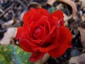 Picture Title - A Single Red Rose