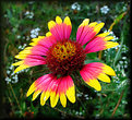 Picture Title - Indian Blanket