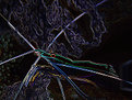 Picture Title - Glowing shrimp