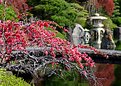 Picture Title - Japanese Garden