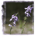 Picture Title - Study in Lavender