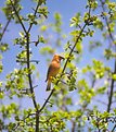 Picture Title - Cedar Waxwing