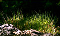 Picture Title - Grass on the rock
