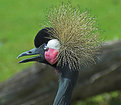 Picture Title - Black Crowned Crane