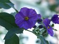 Picture Title - Purple Flower