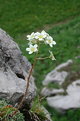 Picture Title - Alpine Saxifrage