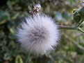 Picture Title - Pom Pom