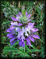 Picture Title - Purple Horsemint 