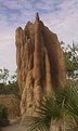Picture Title - Termites Structure