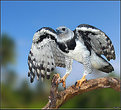 Picture Title - Harpy Eagle