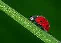 Picture Title - Early bird meets Ladybug