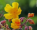 Picture Title - .:: Yellow bloom ::.