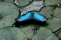 Picture Title - Blue Butterfly