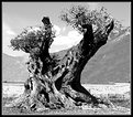 Picture Title - Olive-tree -Study1-