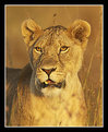 Picture Title - Lioness in Lovely Late Light