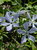 Wild blue phlox