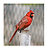 Red bird in bermuda /cardinal